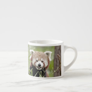 espresso kopp Photo Red panda. Espressomugg
