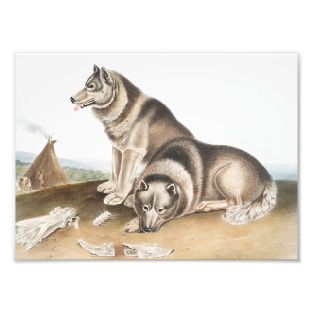 Esquimaux Hund (Canis familiaris) Illustration Fototryck (Framsidan)