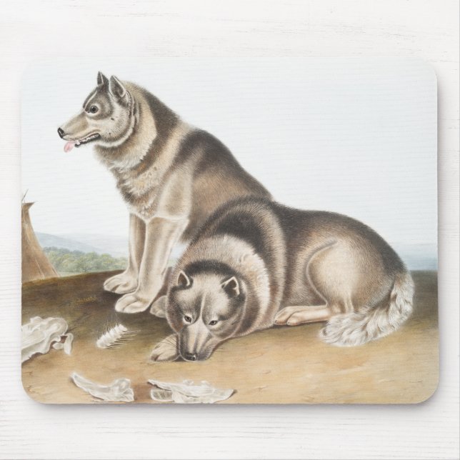 Esquimaux Hund (Canis familiaris) Illustration Musmatta (Framsidan)