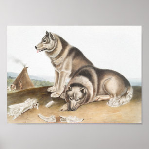Esquimaux Hund (Canis familiaris) Illustration Poster