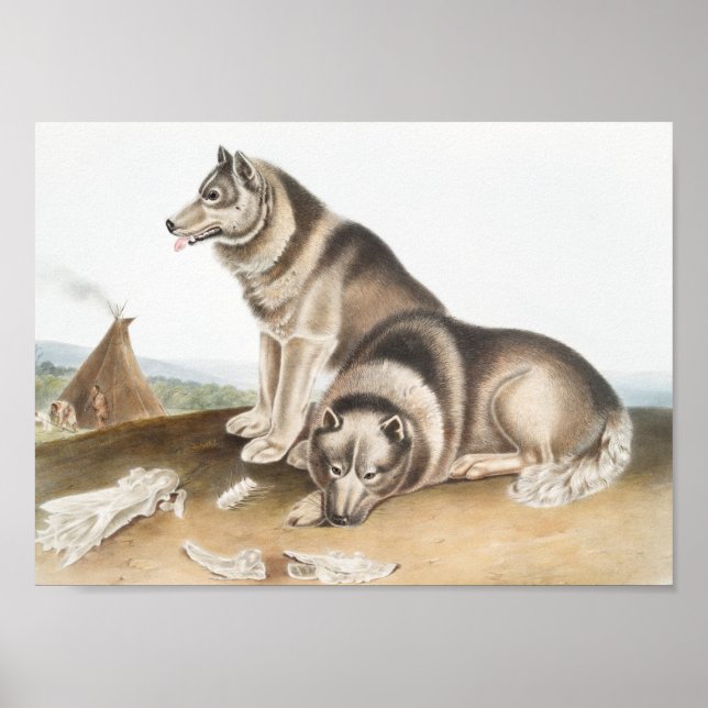 Esquimaux Hund (Canis familiaris) Illustration Poster (Framsidan)