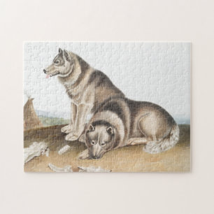 Esquimaux Hund (Canis familiaris) Illustration Pussel