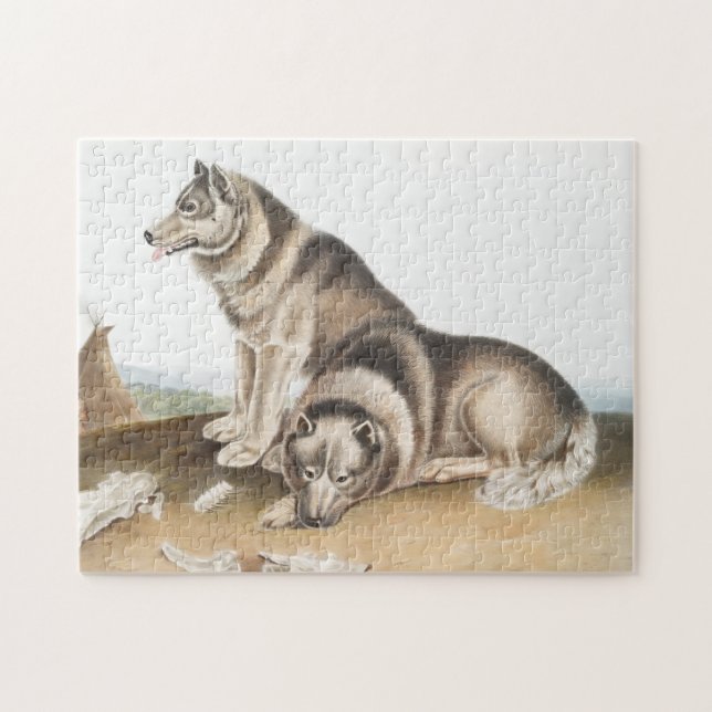 Esquimaux Hund (Canis familiaris) Illustration Pussel (Horisontell)