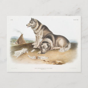 Esquimaux Hund (Canis familiaris) of North America Vykort