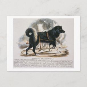 Esquimaux-Hund (Canis familiaris) pedagogik i Vykort