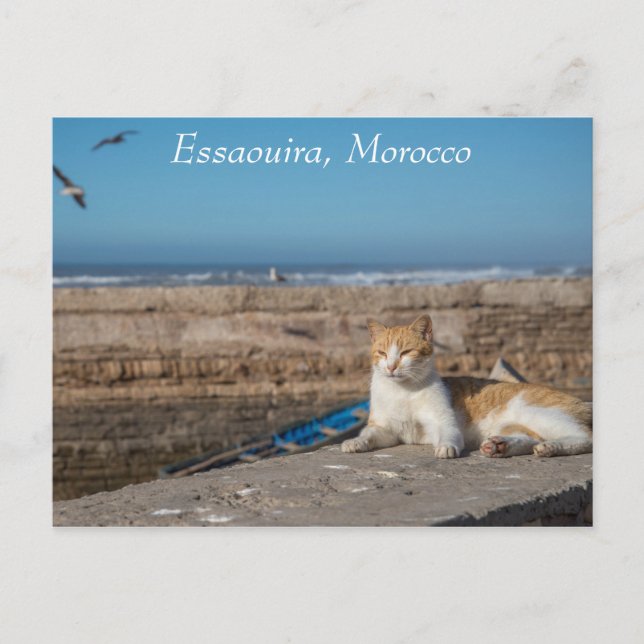 Essaouira, Marocko | Havets katt Vykort (Framsida)