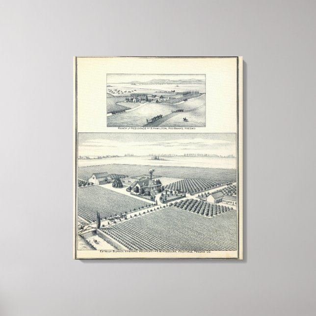Estella Blanca Vineyard, Kalifornien Canvastryck (Framsida)