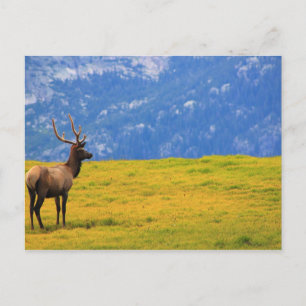 Estes Park Colorado Vykort