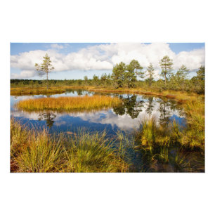 Estland Nature Viru Bog Fototryck