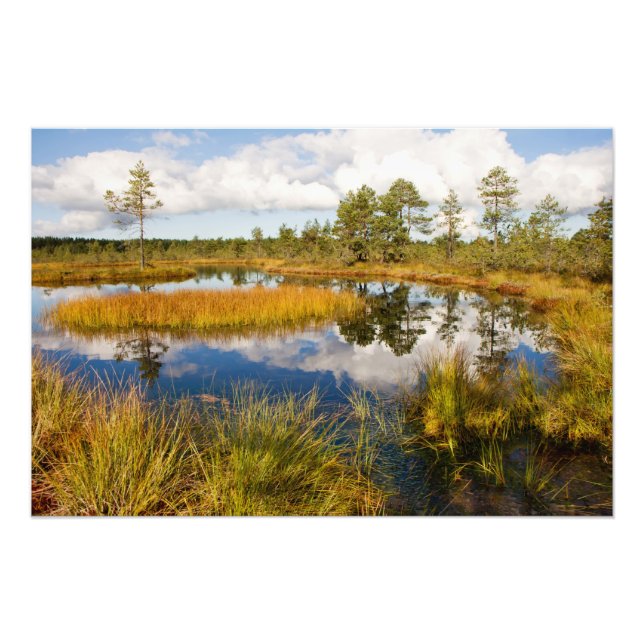 Estland Nature Viru Bog Fototryck (Framsidan)