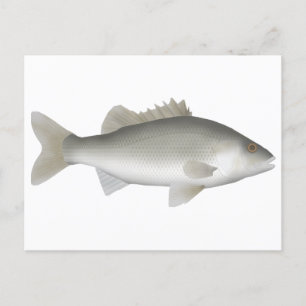 Estuary Perch Vykort