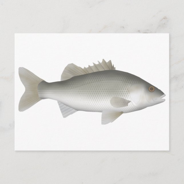 Estuary Perch Vykort (Framsida)