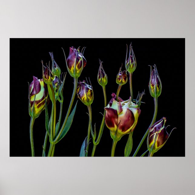 Etheral Lila Tulips Poster (Framsidan)