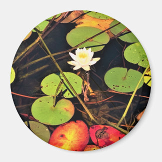 "Etheral Lily Pad Pond med Central White Blommar Magnet