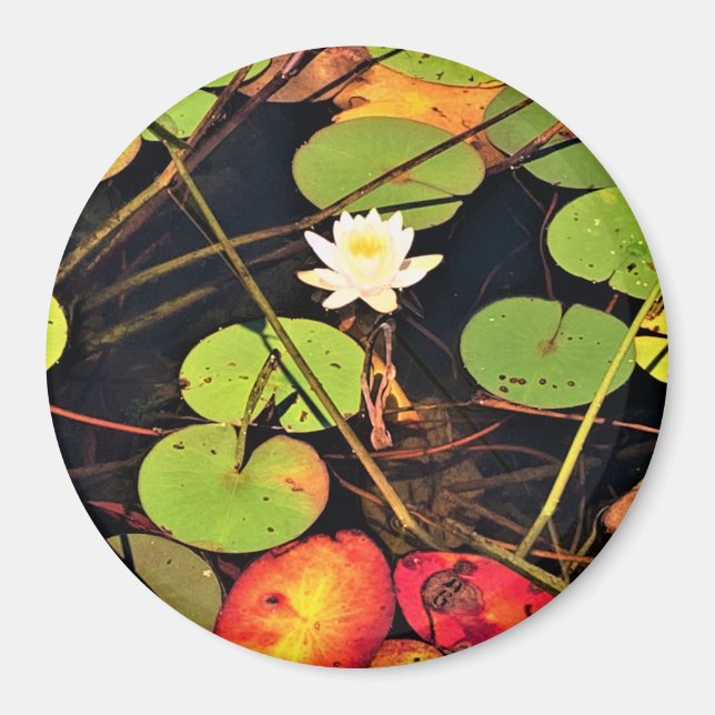 "Etheral Lily Pad Pond med Central White Blommar Magnet (Framsidan)