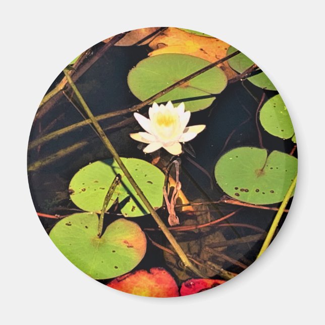 "Etheral Lily Pad Pond med Central White Blommar Magnet (Framsidan)