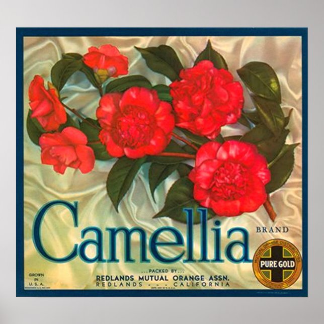 Etikett Camellia Brand Orange Låda Poster (Framsidan)