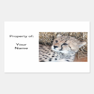 Etikett Cute Cheetah Unge Photo Namn / etikett /