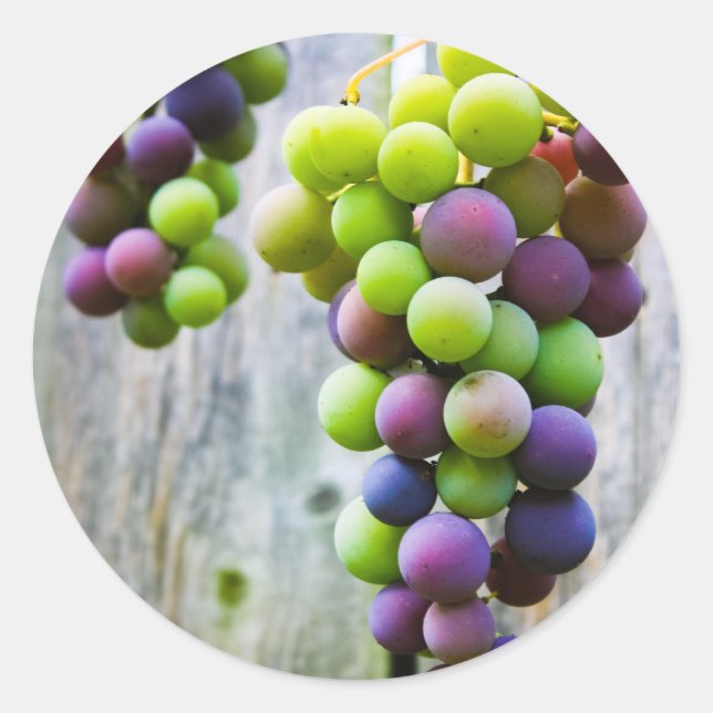 etikett för druvgelékonservframställning (Framsida)