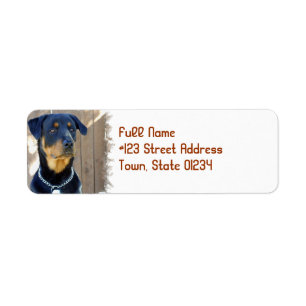 Etikett för Rottweiler hundreturadress Returadress Etikett