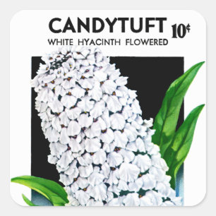 Etikett på Candytuft Seed Packet Label