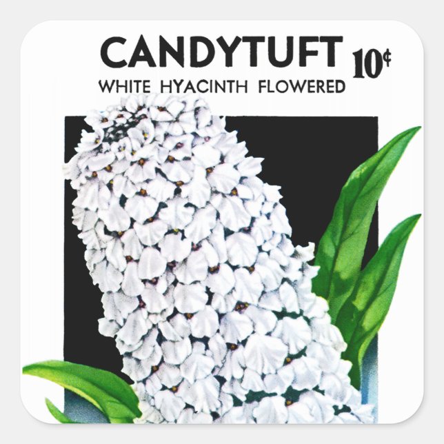 Etikett på Candytuft Seed Packet Label (Framsida)