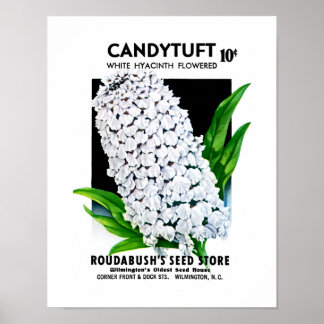 Etikett på Candytuft Seed Packet Label Poster