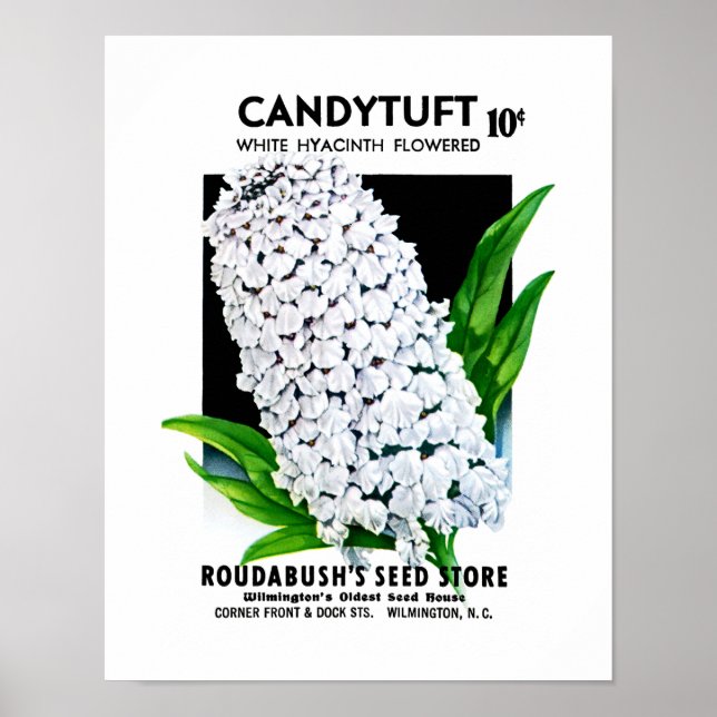 Etikett på Candytuft Seed Packet Label Poster (Framsidan)