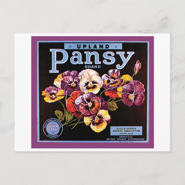 Etikett Upland Pansy Vintage Låda Vykort (Framsida)