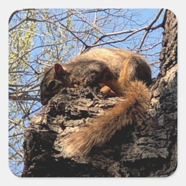 Etiketter för ekorretiketter (Framsida)