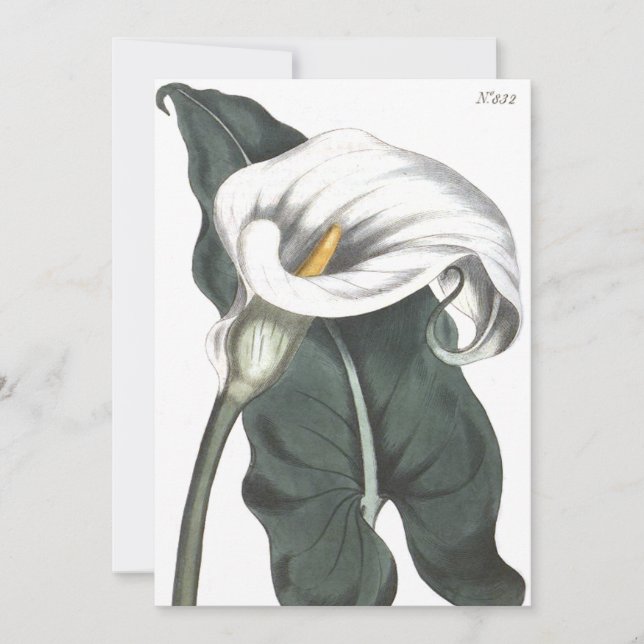 Etiopian Calla Lily Botanical Illustration Tack Kort (Framsida)