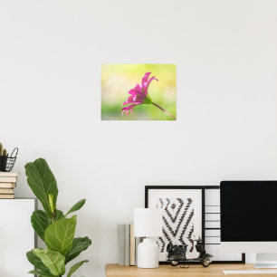 Etisk Rosa Afrikansk Margareta Poster