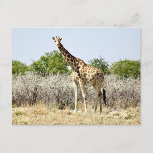 etosha giraff vykort