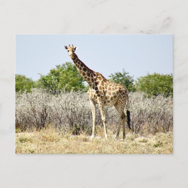 etosha giraff vykort (Framsida)
