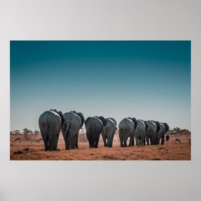 ETOSHA NATIONAL PARK POSTER (Framsidan)