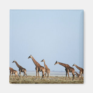 Etosha nationalpark, Namibia 2 Magnet