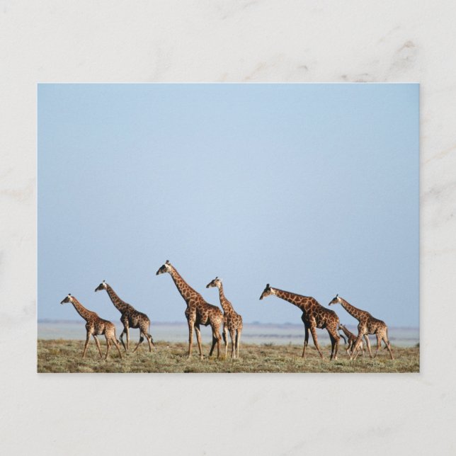 Etosha nationalpark, Namibia 2 Vykort (Framsida)
