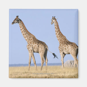 Etosha nationalpark, Namibia 3 Magnet