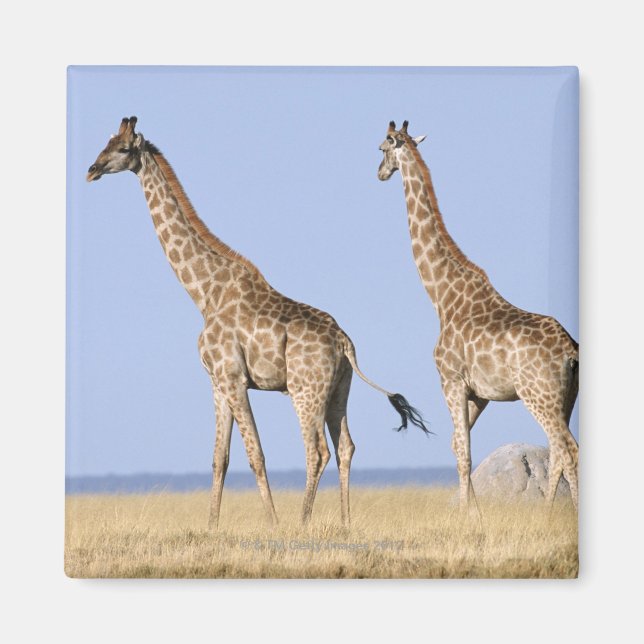 Etosha nationalpark, Namibia 3 Magnet (Framsidan)