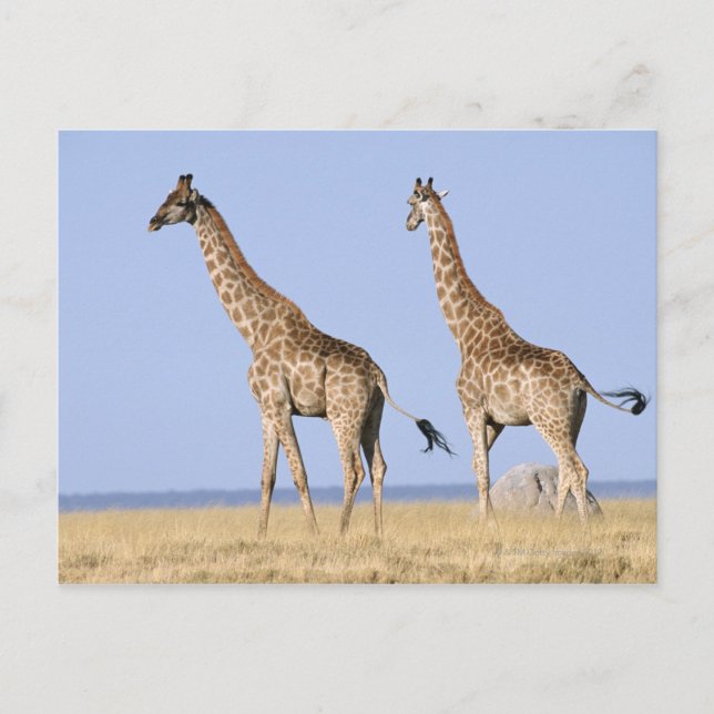 Etosha nationalpark, Namibia 3 Vykort (Framsida)