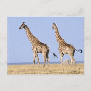 Etosha nationalpark, Namibia 3 Vykort