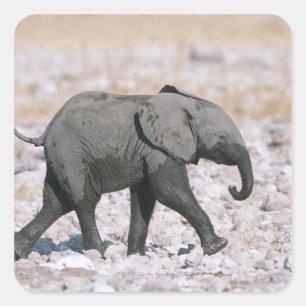 Etosha nationalpark, Namibia Fyrkantigt Klistermärke