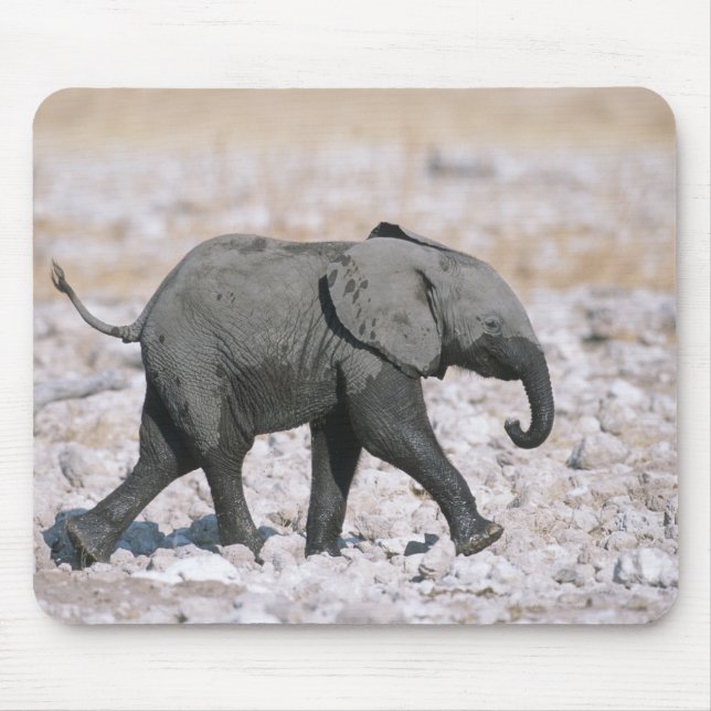 Etosha nationalpark, Namibia Musmatta (Framsidan)