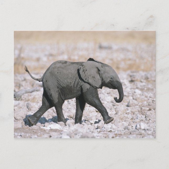 Etosha nationalpark, Namibia Vykort (Framsida)