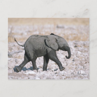Etosha nationalpark, Namibia Vykort