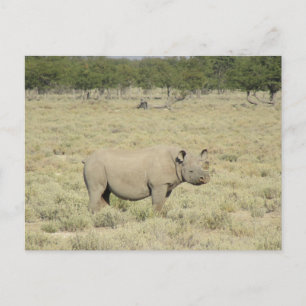 etosha noshörning vykort