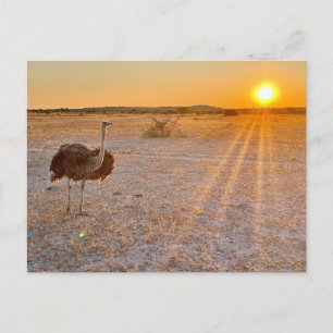 etosha struts vykort