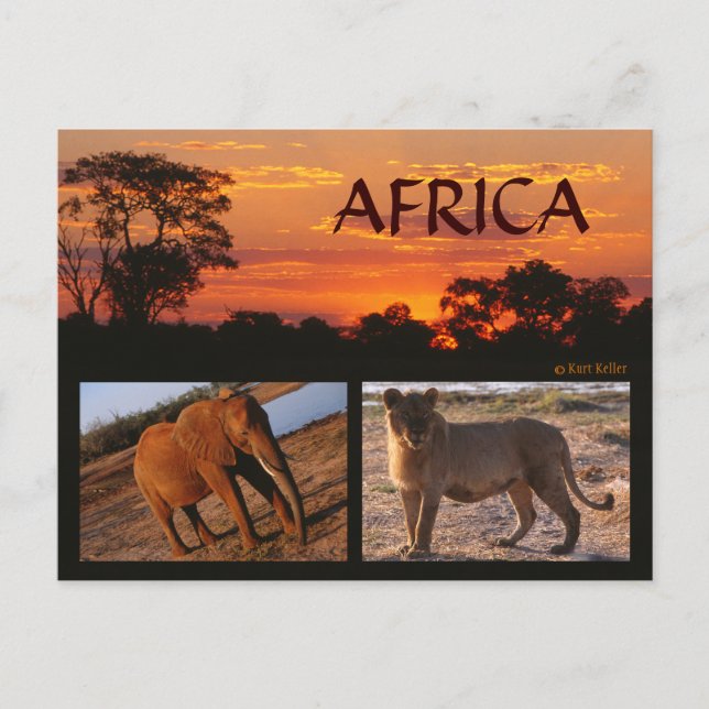 Ett afrikanskt safari-vykort vykort (Framsida)