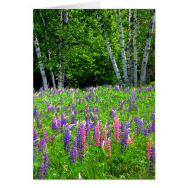 Ett andlöst ögonblick mellan Lupine Hälsningskort