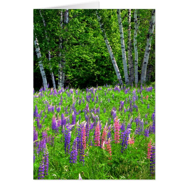 Ett andlöst ögonblick mellan Lupine Hälsningskort (Framsidan)